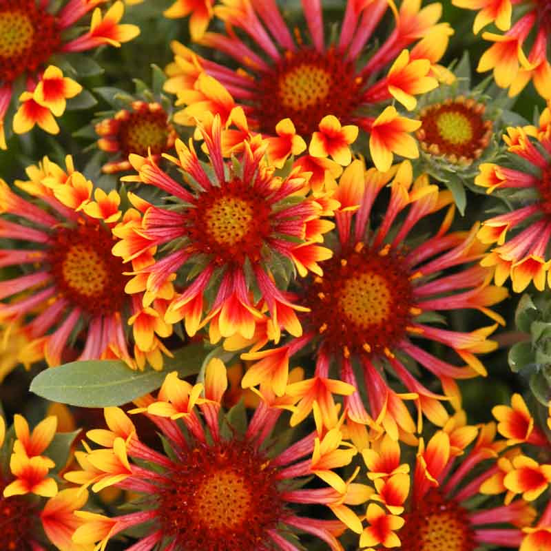 Gaillardia x grandiflora 'Fanfare' (Blanket Flower)